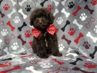 Benson, a male Shihpoo and Poodle - Miniature  for sale in Lakeland, FL – 10 of 10