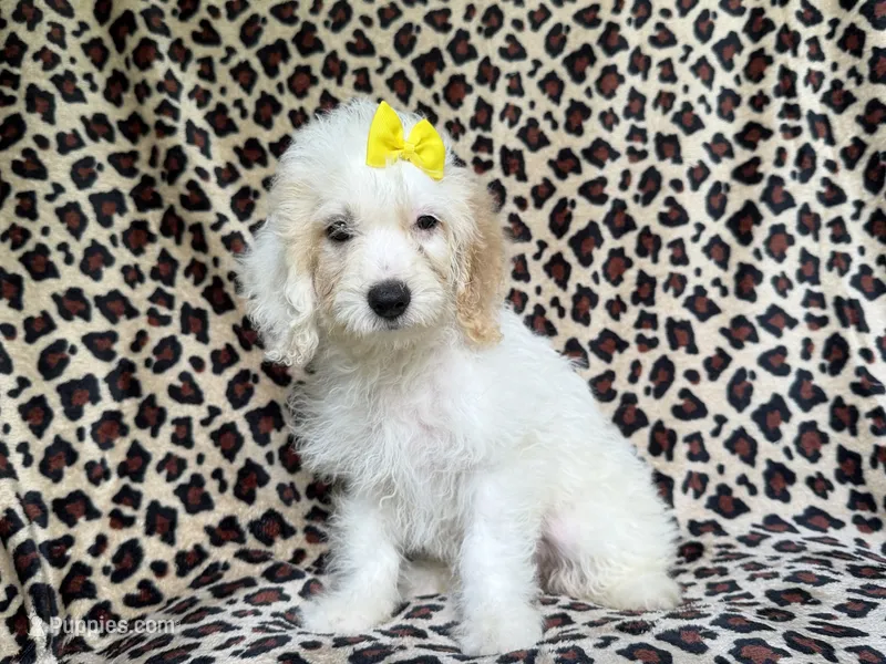 Oakley – Cockapoo puppy for sale in Lakeland, FL