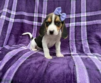 Pooh, a female Beagle for sale in Lakeland, FL – 8 of 8