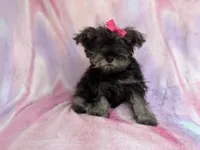 Phoebe, a female Miniature Schnauzer for sale in Lakeland, FL – 2 of 7