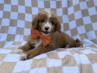 Larry, a male Goldendoodle and Poodle - Miniature  for sale in Lakeland, FL – 2 of 8