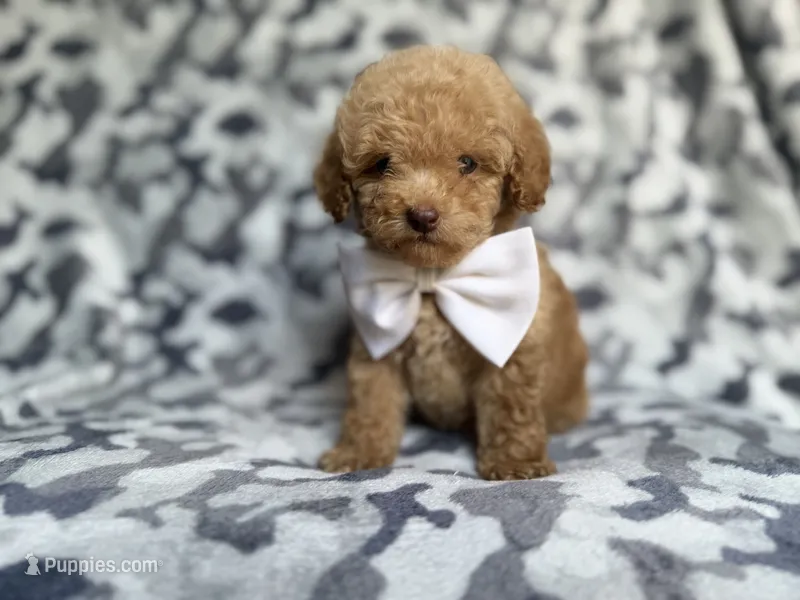 Freddy – Cockapoo, Poodle - Miniature  puppy for sale in Lakeland, FL