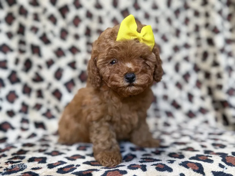 Carmen – Cavapoo, Poodle - Miniature  puppy for sale in Lakeland, FL
