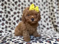 Carmen, a female Cavapoo and Poodle - Miniature  for sale in Lakeland, FL – 1 of 9