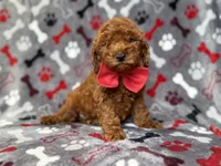 Smokey, a male Miniature Goldendoodle for sale in Lakeland, FL – 5 of 8