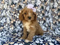 Nessa, a female Cavalier King Charles Spaniel and Poodle - Miniature  for sale in Lakeland, FL – Photo 1 of 10