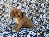Nessa, a female Cavalier King Charles Spaniel and Poodle - Miniature  for sale in Lakeland, FL – Photo 3 of 10