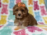 Bree, a female Yorkipoo for sale in Lakeland, FL – 6 of 10