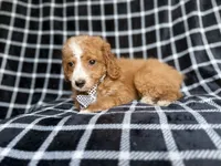 Jett, a male Cockapoo and Poodle - Miniature  for sale in Lakeland, FL – 4 of 8