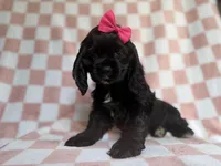 Harper, a female Cocker Spaniel for sale in Lakeland, FL – 3 of 8