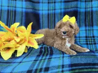 Millie, a female Cavapoo and Poodle - Miniature  for sale in Lakeland, FL – Photo 4 of 9