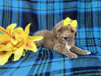 Millie, a female Cavapoo and Poodle - Miniature  for sale in Lakeland, FL – Photo 1 of 9