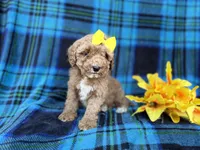 Millie, a female Cavapoo and Poodle - Miniature  for sale in Lakeland, FL – Photo 6 of 9