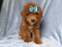 Peaches, a female Cockapoo for sale in Lakeland, FL – 8 of 10