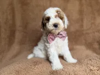 Pierce, a male Poodle - Miniature  for sale in Lakeland, FL – 5 of 8