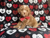 Pluto, a male Poodle - Miniature  for sale in Lakeland, FL – 2 of 9