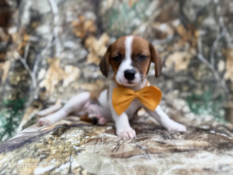 Denver – Jack Russell Terrier, Cavalier King Charles Spaniel puppy for sale in Lakeland, FL