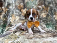 Denver, a male Jack Russell Terrier and Cavalier King Charles Spaniel for sale in Lakeland, FL – 1 of 8
