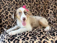 Brynlee, a female Miniature Australian Shepherd for sale in Lakeland, FL – 6 of 7