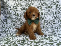 Lasso, a male Cavapoo for sale in Lakeland, FL – 8 of 9