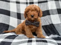 Benny, a male Cavapoo for sale in Lakeland, FL – 2 of 9