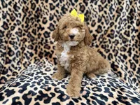 Reagan, a female Cockapoo and Poodle - Miniature  for sale in Lakeland, FL – 9 of 9