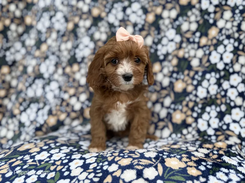Jubalee – Cavalier King Charles Spaniel, Poodle - Miniature  puppy for sale in Lakeland, FL