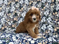 Jubalee, a female Cavalier King Charles Spaniel and Poodle - Miniature  for sale in Lakeland, FL – Photo 8 of 9