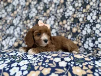 Jubalee, a female Cavalier King Charles Spaniel and Poodle - Miniature  for sale in Lakeland, FL – Photo 2 of 9
