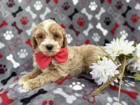 Whiskey, a male Cockapoo and Poodle - Miniature  for sale in Lakeland, FL – Photo 8 of 9