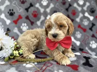 Whiskey, a male Cockapoo and Poodle - Miniature  for sale in Lakeland, FL – Photo 7 of 9