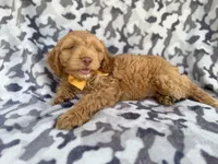 Toby, a male Cockapoo for sale in Lakeland, FL – 8 of 8