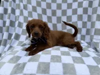 Domino, a male Cavapoo for sale in Lakeland, FL – 3 of 8