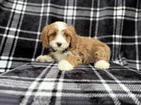 Mosely, a male Cavalier King Charles Spaniel and Poodle - Miniature  for sale in Lakeland, FL – Photo 2 of 8