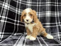 Mosely, a male Cavalier King Charles Spaniel and Poodle - Miniature  for sale in Lakeland, FL – Photo 4 of 8