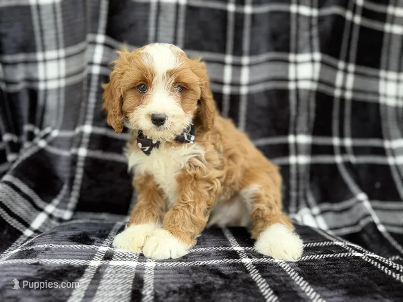 Mosely – Cavalier King Charles Spaniel, Poodle - Miniature  puppy for sale in Lakeland, FL