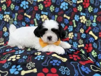 Shep, a male Shih Tzu and Shichon for sale in Lakeland, FL – 6 of 8