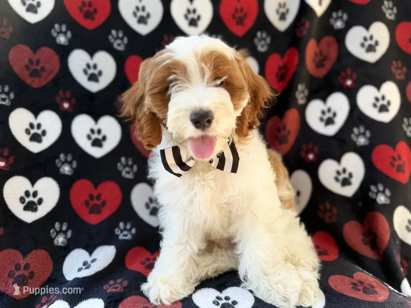 Talon – Cockapoo puppy for sale in Lakeland, FL