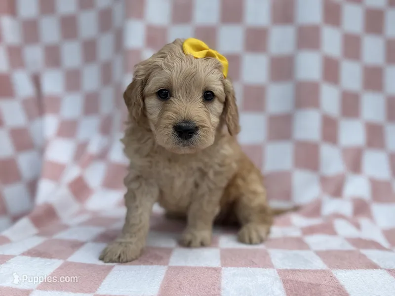 Betty – Goldendoodle, Golden Retriever puppy for sale in Lakeland, FL