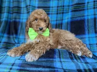Simba, a male Poodle - Miniature  for sale in Lakeland, FL – 8 of 9