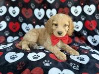 Tuck, a male Cockapoo for sale in Lakeland, FL – 7 of 8