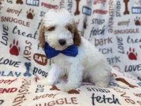 Tofu, a male Poodle - Miniature  for sale in Lakeland, FL – 4 of 10