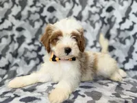 Sparky, a male Cavapoo for sale in Lakeland, FL – 9 of 9