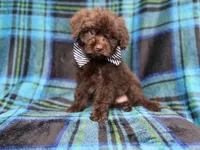 Bentley, a male Shihpoo and Poodle - Miniature  for sale in Lakeland, FL – 10 of 10