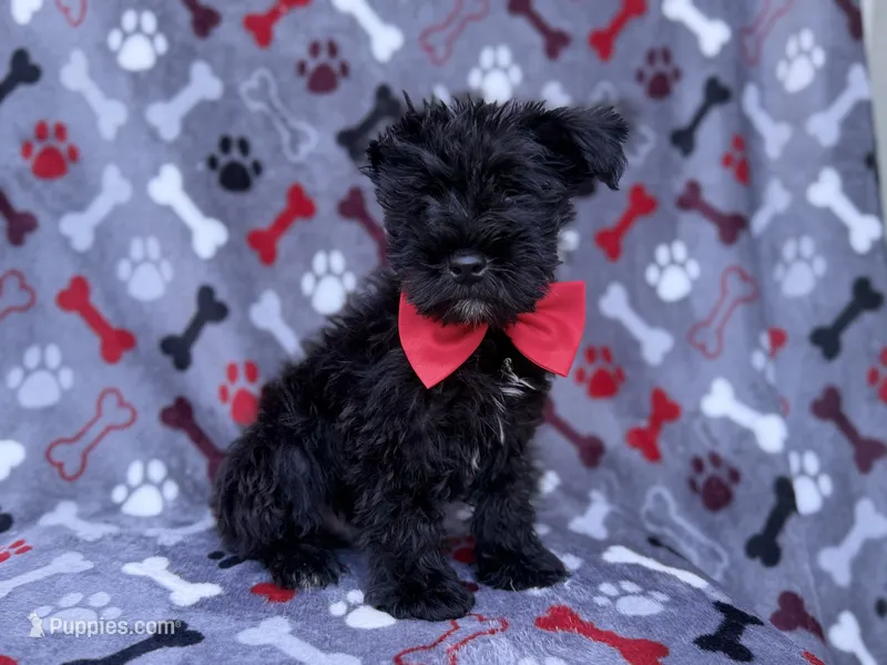 Zeus – Miniature Schnauzer puppy for sale in Lakeland, FL