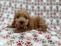 Pete , a male Cockapoo for sale in Lakeland, FL – 5 of 9