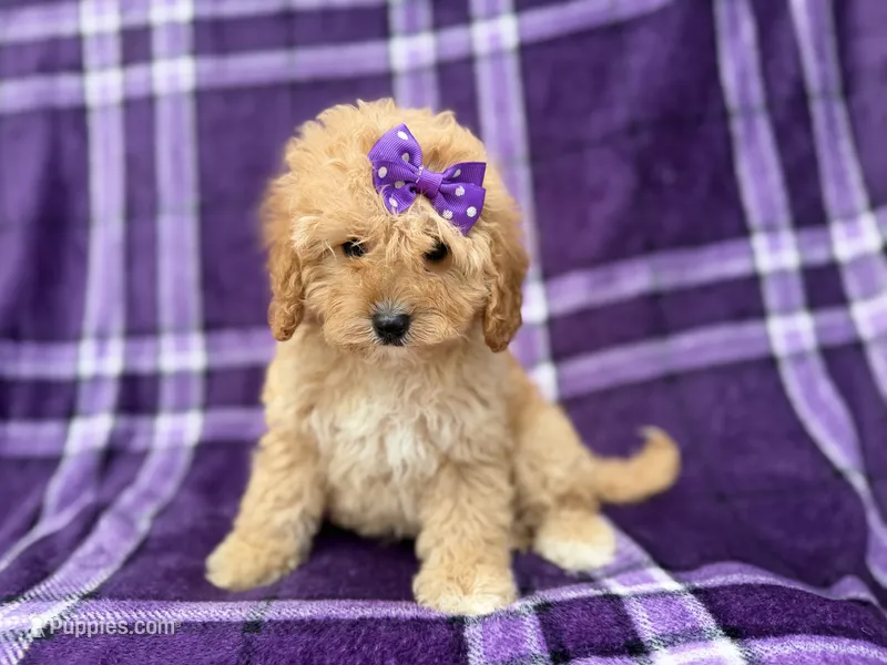 Ayla – Cavapoo puppy for sale in Lakeland, FL