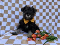 Jasper, a male Miniature Schnauzer for sale in Lakeland, FL – Photo 6 of 7
