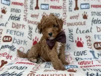 Adam, a male Cavapoo and Poodle - Miniature  for sale in Lakeland, FL – 5 of 9