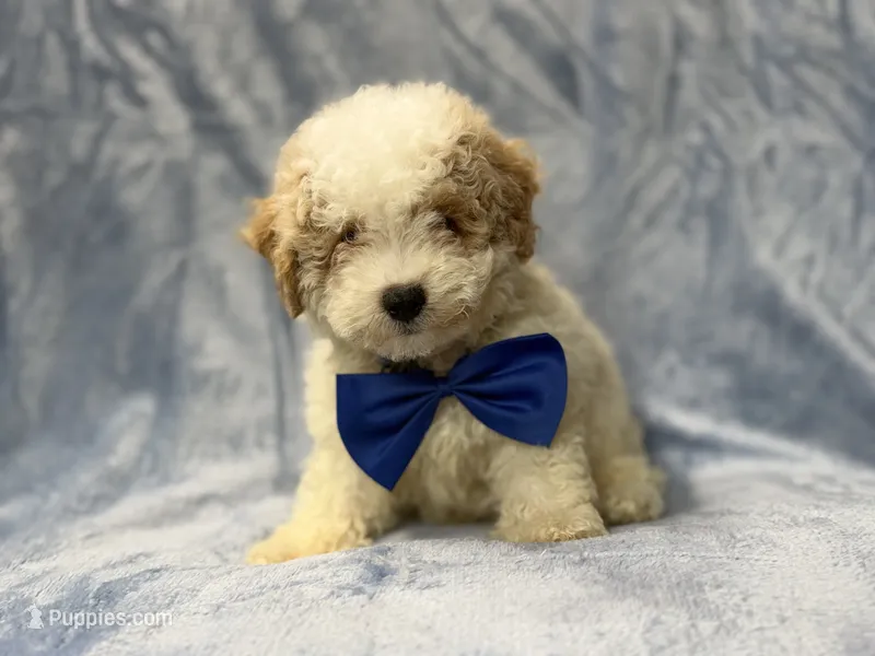 Hercules – Bichpoo puppy for sale in Lakeland, FL